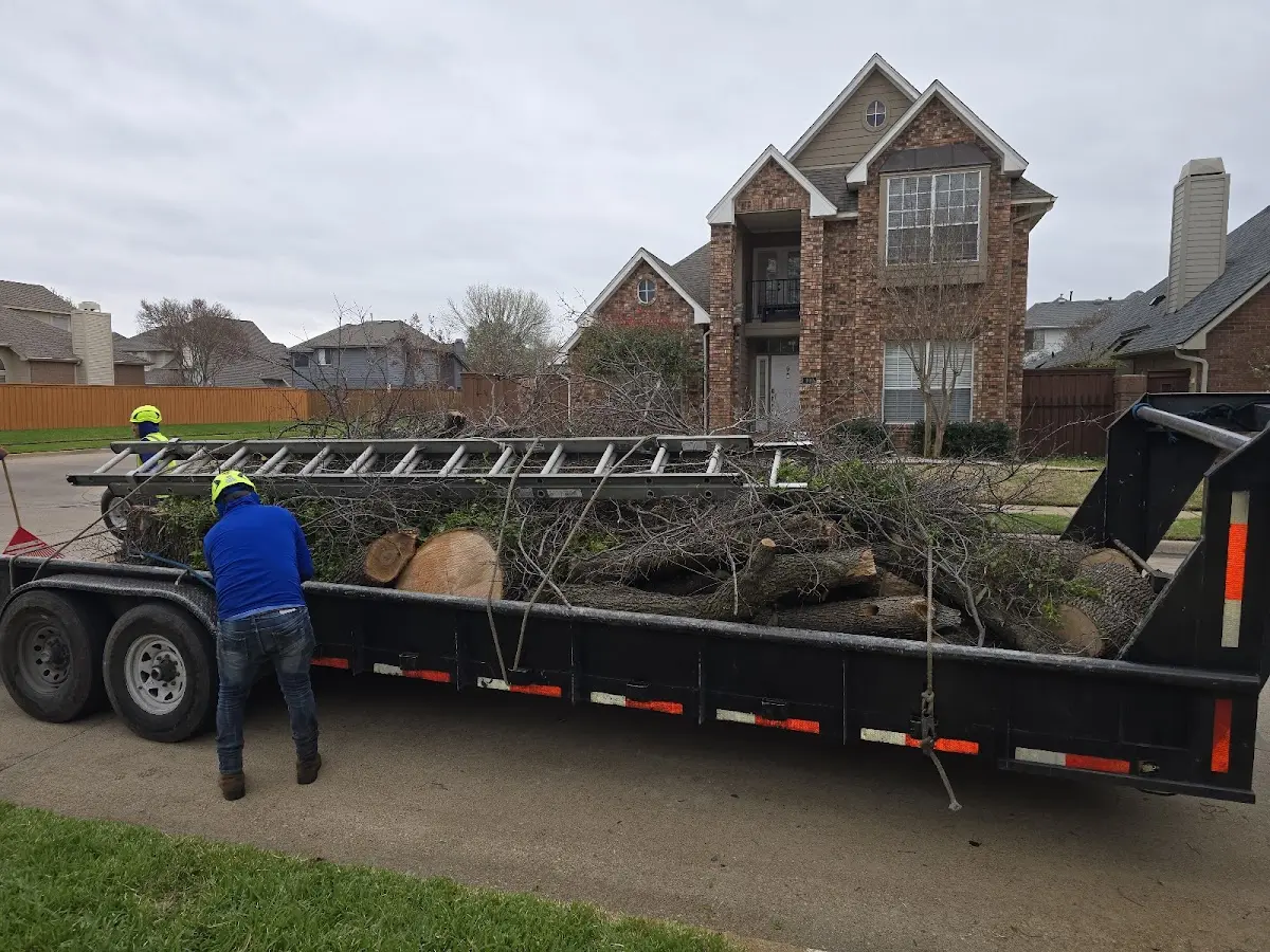 Expert Tree Pest Control with proper safety equipment in Springville